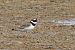 Corriere grosso (Charadrius hiaticula) © Maurizio Parenti