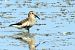 Piovanello pancianera (Calidris alpina) © Maurizio Parenti