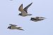 Corriere grosso (Charadrius hiaticula) © Maurizio Parenti