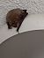 Pipistrello comune (Pipistrellus pipistrellus) © Andrea Lombardo