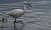Garzetta (Egretta garzetta) © Giovanni Fontana