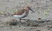 Piovanello pancianera (Calidris alpina) © Giovanni Fontana