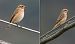 Stiaccino (Saxicola rubetra) © Giovanni Fontana