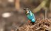 Martin pescatore (Alcedo atthis) © Giovanni Fontana