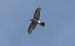 Sparviere (Accipiter nisus) © Giovanni Fontana