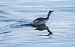 Svasso piccolo (Podiceps nigricollis) © Giovanni Fontana