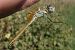 Sympetrum fonscolombei  - Fausto Leandri