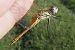 Frühe Heidelibelle (Sympetrum fonscolombei) © Fausto Leandri