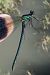 Gebänderte Prachtlibelle (Calopteryx splendens) © Fausto Leandri