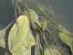 Calopteryx splendens © Fausto Leandri