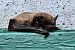 Pipistrello comune (Pipistrellus pipistrellus) © Paolo Deimichei