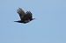 Picchio nero (Dryocopus martius) © Fabio Moretto