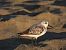 Piovanello tridattilo (Calidris alba) © Danilo Ortenzi