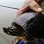 Testuggine palustre dalle orecchie gialle (Trachemys scripta scripta) © Gianpaolo Corti