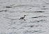 Svasso piccolo (Podiceps nigricollis) © Sandro Formini