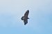 Aquila anatraia minore  - Sandro Barile