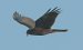 Falco di palude  - Vito Giovanni Santantonio
