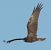 Falco di palude  - Vito Giovanni Santantonio