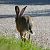 Lepre comune (Lepus europaeus) © Domenico Bevacqua