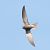 Rondone pallido (Apus pallidus) © Davide Zaro