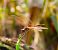 Odonata sp. © Luciano Cavassa