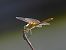 Odonata sp. © Luciano Cavassa