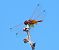Trithemis annulata © Luciano Cavassa