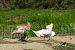 Cigno reale (Cygnus olor) © Luciano Cavassa