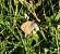 Coenonympha pamphilus © Luciano Cavassa