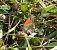 Coenonympha pamphilus © Luciano Cavassa