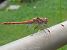 Sympétrum strié (Sympetrum striolatum) © Elvire Laurens