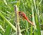 Crocothemis erythraea © Elvire Laurens