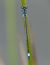 Ischnura elegans  - Fabio Angeli