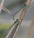 Ischnura elegans  - Fabio Angeli