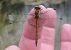 Sympetrum striolatum © Fabio Angeli
