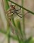 Sympetrum fonscolombei © Fabio Angeli