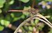 Sympetrum striolatum  - Fabio Angeli