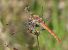 Sympetrum striolatum © Fabio Angeli