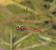 Sympetrum vulgatum  - Fabio Angeli