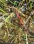 Sympetrum vulgatum  - Fabio Angeli