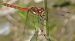 Sympetrum striolatum  - Fabio Angeli