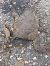 Crapaud commun (Bufo bufo) © Fabio Angeli