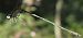 Chalcolestes viridis  - Fabio Angeli