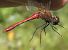 Sympetrum sanguineum  - Fabio Angeli