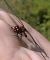 Sympetrum sanguineum  - Fabio Angeli