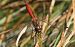 Sympetrum sanguineum  - Fabio Angeli