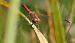 Sympetrum striolatum  - Fabio Angeli