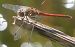 Sympetrum striolatum  - Fabio Angeli