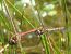 Sympetrum striolatum  - Fabio Angeli