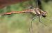 Sympetrum striolatum © Fabio Angeli